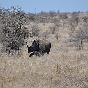 "White Rhinoceros" Kruger National Park, South Africa